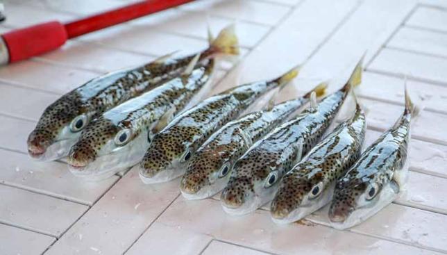 Ölümcül balıkla mücadelede 5 milyon yeni bireyin ekosisteme girişi engellendi