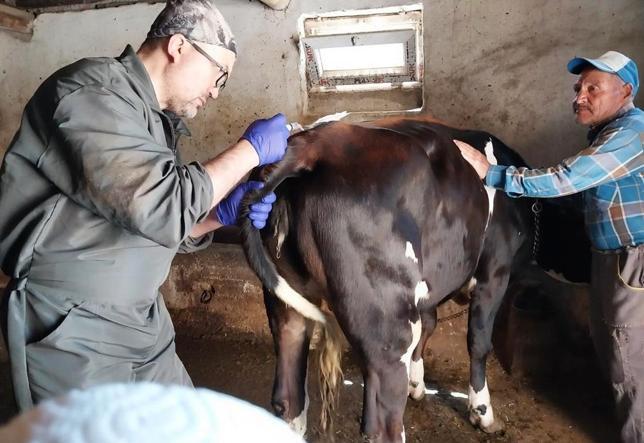 Genetik mühendislikle süt alerjisi taşımayan buzağılar dünyaya geldi