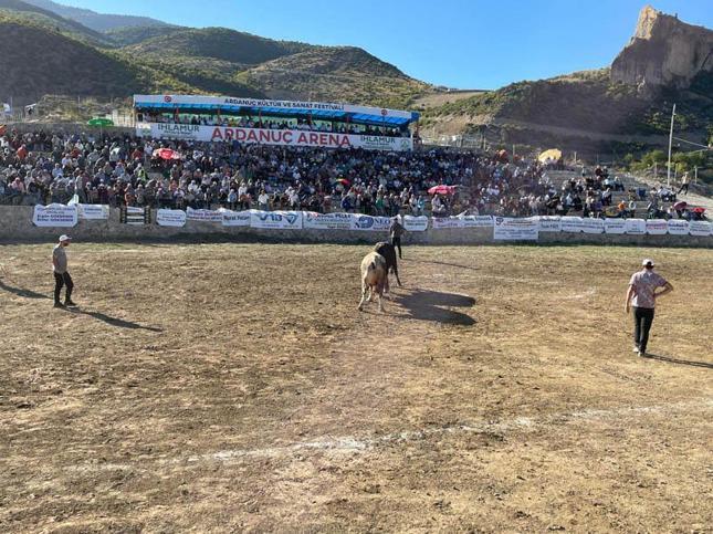 Ardanuç Kültür ve Sanat Festivalinde boğa güreşleri heyecanı