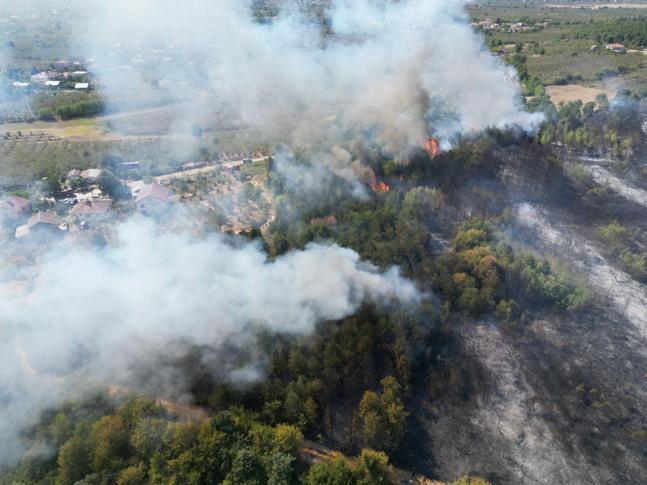 Sakaryada orman yangını