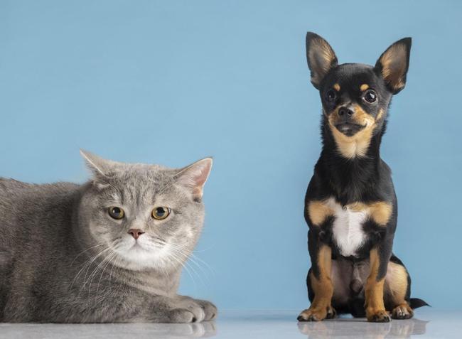 2021’in en popüler kedi ve köpek isimleri açıklandı