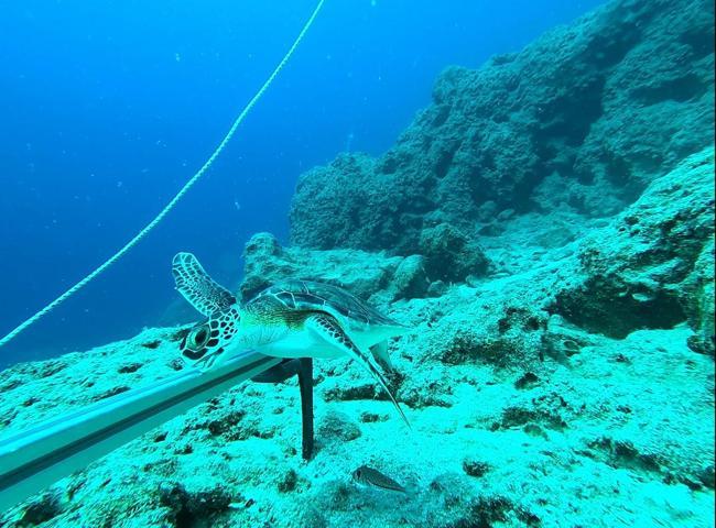 Karadeniz’de mikroplastik tehlikesinde ‘nehir’ etkisi