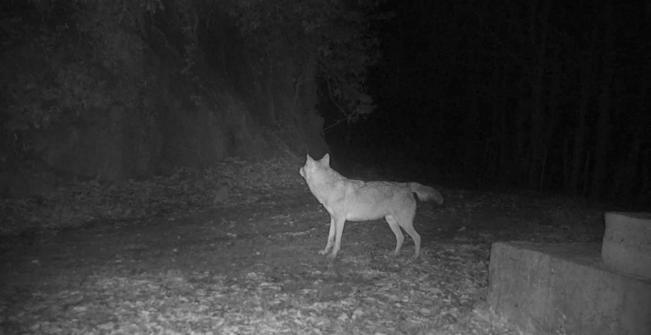 Küre Dağlarındaki kurtlar fotokapanda