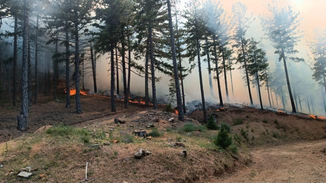 Adanadaki orman yangını söndürüldü