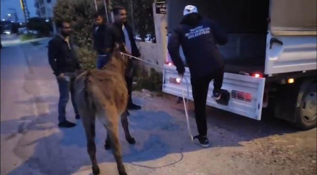 Otomobiliyle eşeğe kasıtlı olarak çarpan sürücünün ehliyetine el konuldu