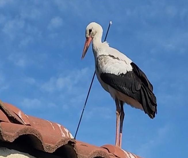 Migration journey of the stork with arrow; If not found, it has a one-week chance