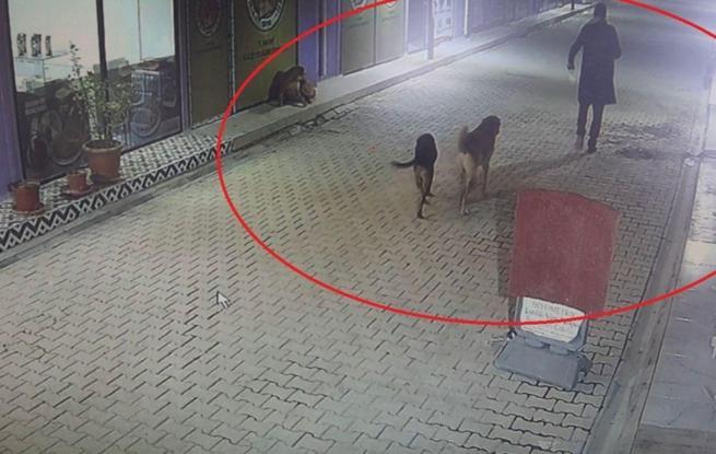 Kedileri sokak köpeklerine parçalattığı iddia edilen şüpheli yakalandı