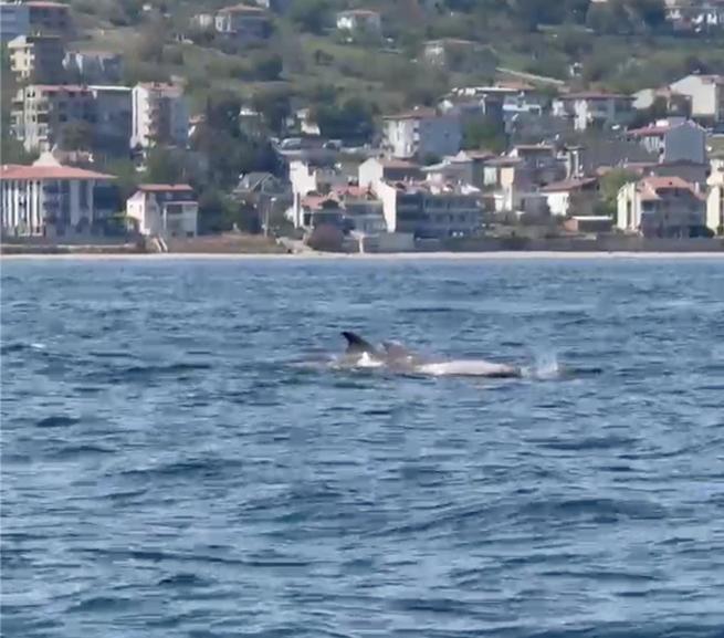Tekirdağ açıklarında yunuslar görüntülendi