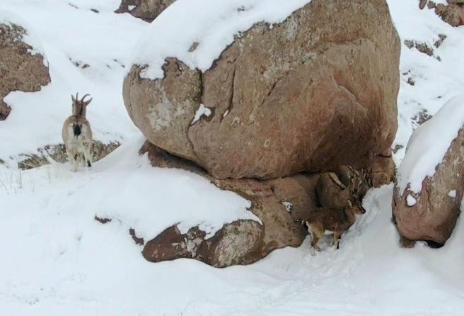 Karla kaplı kayalıklarda dolaşan dağ keçileri kamerada