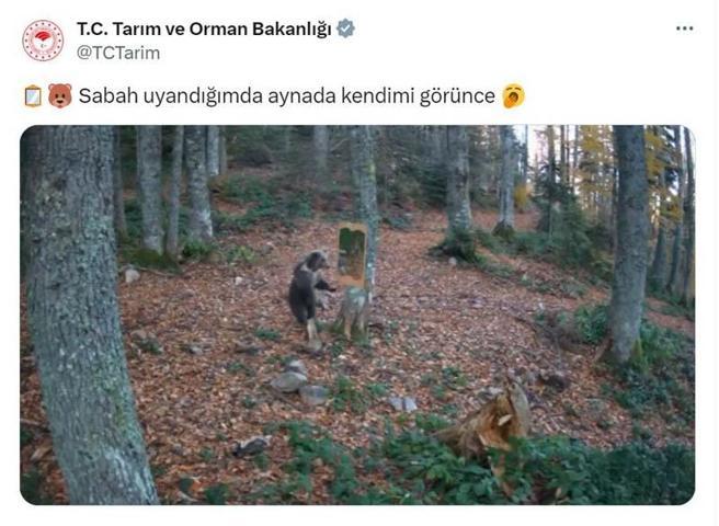 Ayının ormana yerleştirilen aynaya verdiği tepki fotokapanda