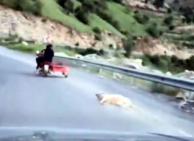 Köpeği motosiklete bağlayıp sürükleyen sürücü gözaltına alındı