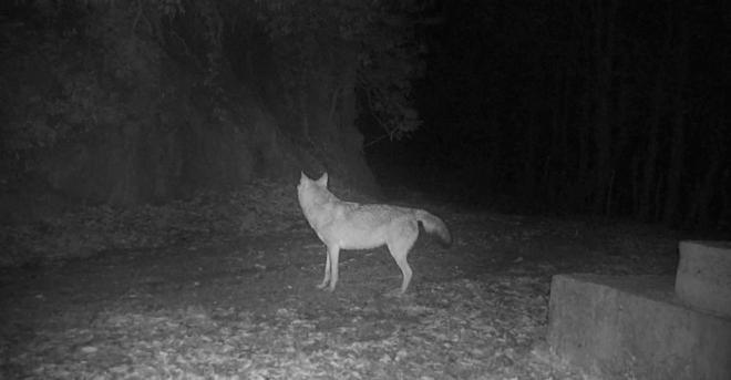 Küre Dağlarındaki kurtlar fotokapanda