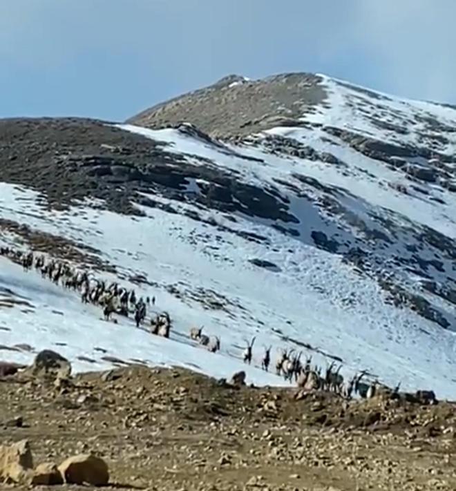 Kaçak avcılık engellendi, dağ keçileri ilk kez bu kadar kalabalık görüntülendi