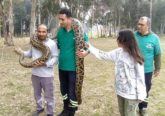 Piton ve boa yılanlarının korkusuz bakıcıları