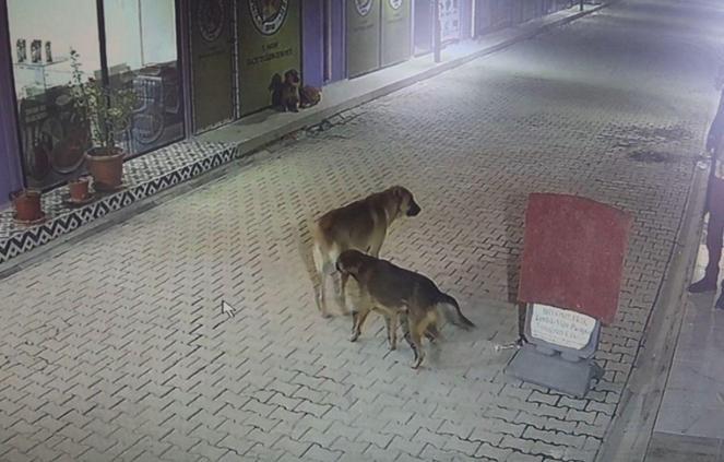 Kedileri sokak köpeklerine parçalattığı iddia edilen şüpheli yakalandı