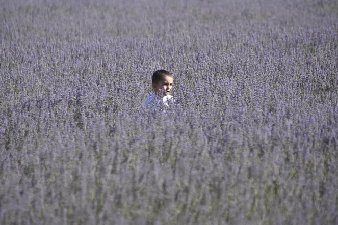 Moloz yığınıyla kaplı alan, lavanta bahçesine dönüştü