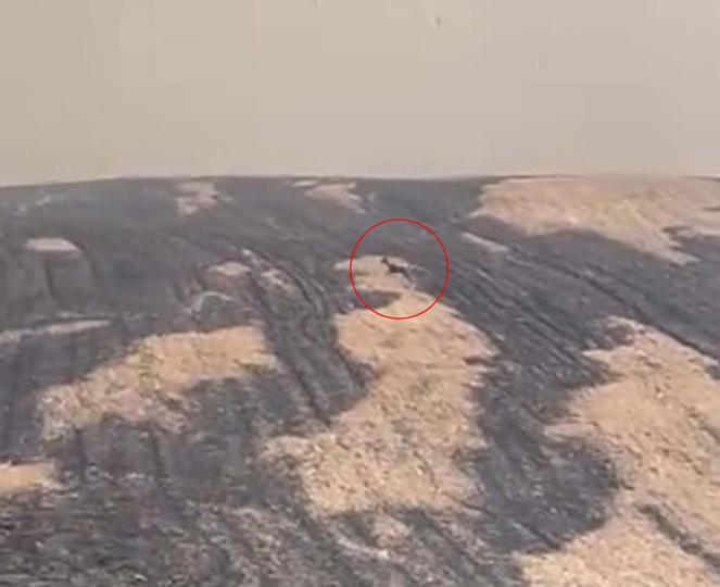 Çanakkale’deki orman yangınında yanan alanlar dronla görüntülendi