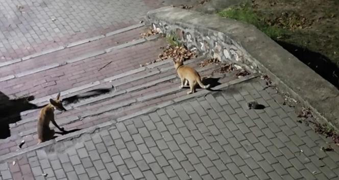 Parkta tilki, kedi ve kirpinin karşılaşması kamerada