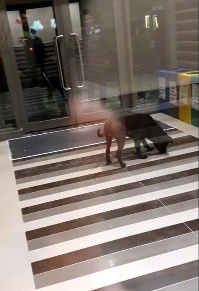 4 kişiyi yaralayan köpeğin sahibine 4 yıl 6 aya kadar hapis istemi