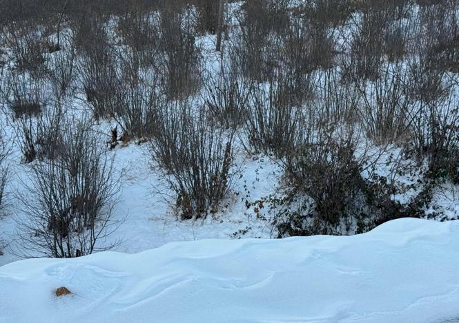 ‘Yüksek kesimlerdeki kar yağışı fındığa yaradı’