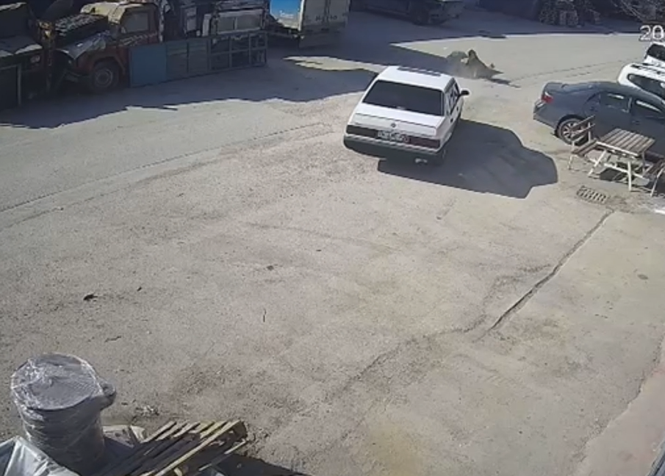 Köpeğin üzerinden otomobiliyle geçip, sürükleyen sürücüye adli kontrol