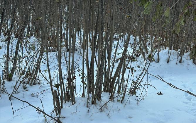 ‘Yüksek kesimlerdeki kar yağışı fındığa yaradı’