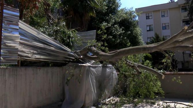Kadıköy’de inşaat alanındaki ağaç otomobilin üstüne devrildi