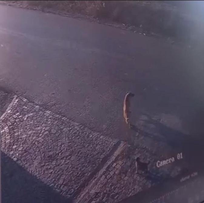 Büyükçekmecede otomobilin köpeğe çarptığı anlar kamerada