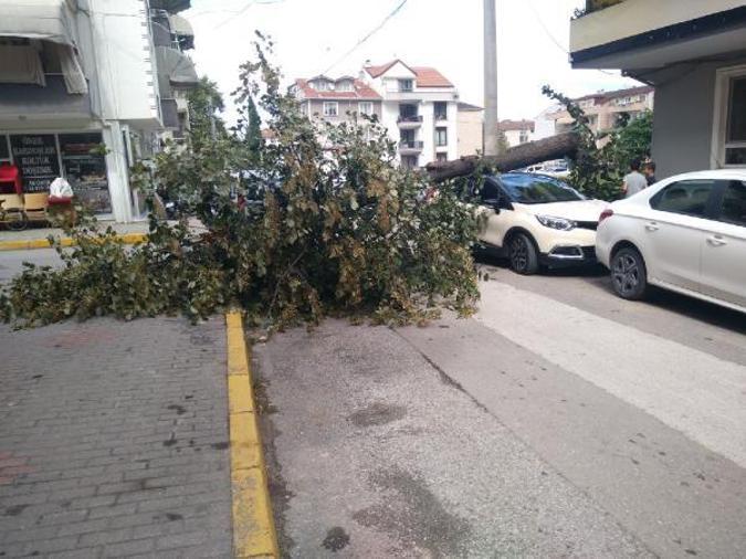 Ağaç, rüzgarda otomobilin üzerine devrildi