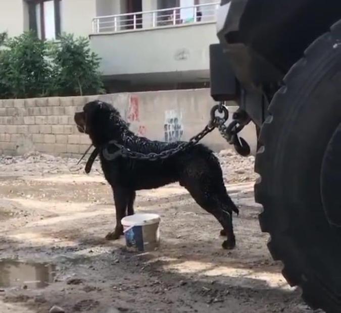 Apartmanın koridorunda oynarken köpeğin saldırdığı çocuğun yaralandığı anlar kamerada