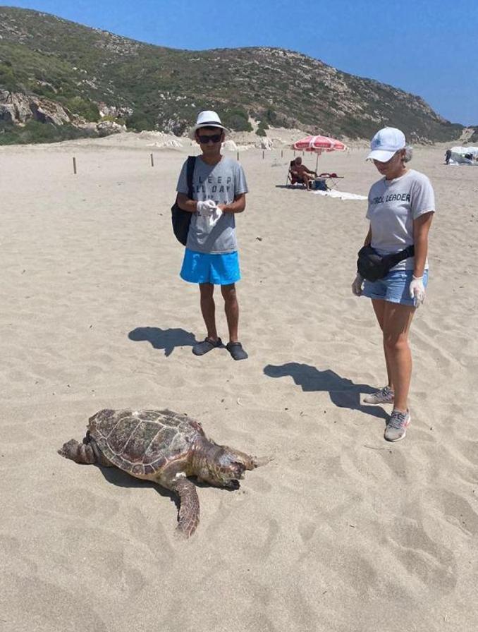 Plastik atıklar caretta carettaları öldürüyor