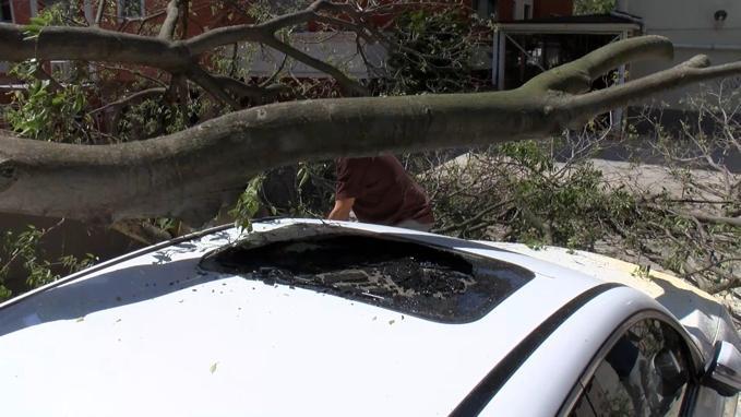 Kadıköy’de inşaat alanındaki ağaç otomobilin üstüne devrildi