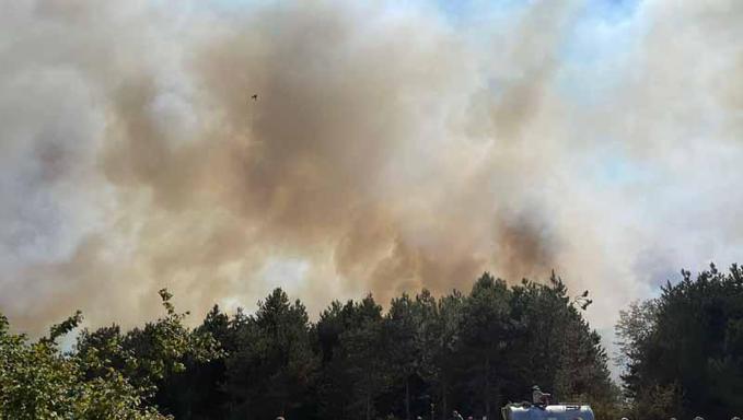 Sakaryada orman yangını