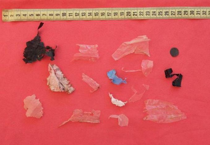 Plastik atıklar caretta carettaları öldürüyor