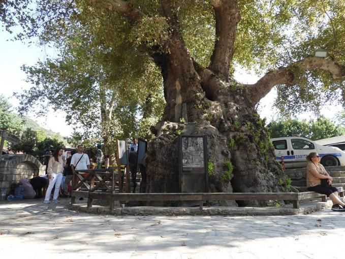 Depremde hasar görmeyen 3 bin 600 yıllık Musa Ağacına ziyaretçi akını