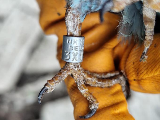 Sırbistanda halkalanan gökkuzgun Denizlide yaralı bulundu