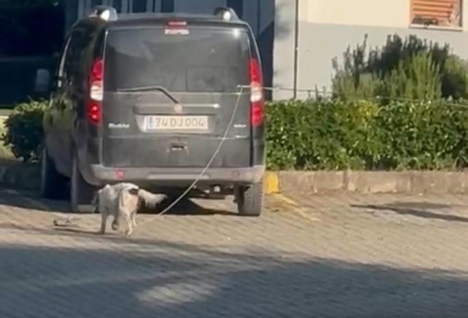 Olta ucuna bağladığı canlı güvercinle av köpeğine eğitim yaptıran kişiye para cezası