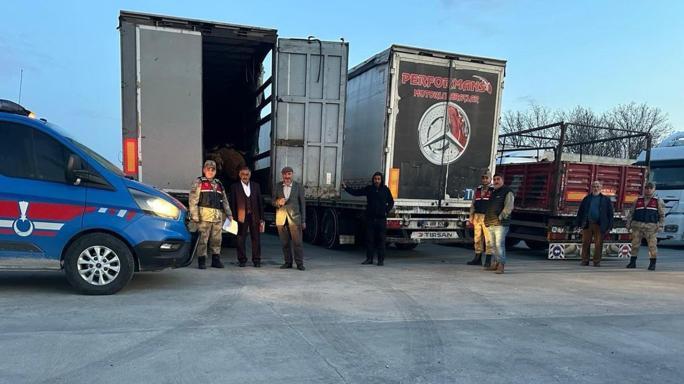 Ağrıda çalınan 300 küçükbaş, Bitliste jandarmanın durdurduğu TIRlarda bulundu