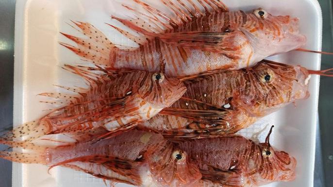 Tezgahta satışı yasak olan aslan balığının özel müşterisi var