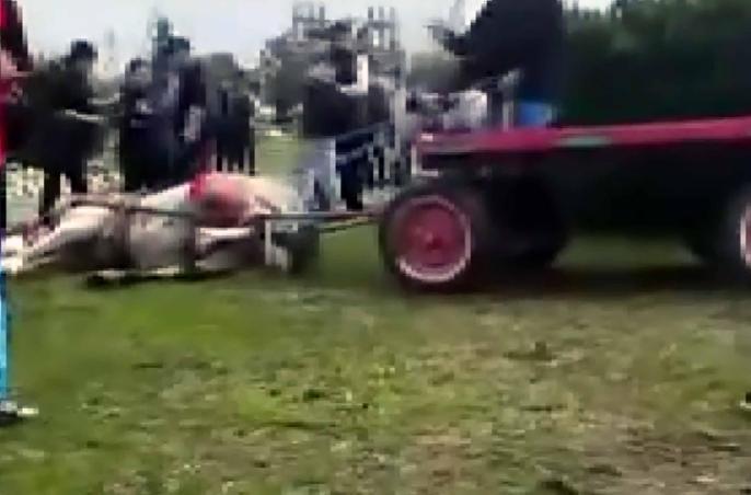 Koşmadığı gerekçesiyle ata şiddet uygulayıp bayıltan 2 şüpheli gözaltında