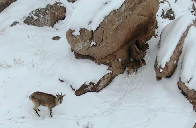 Karla kaplı kayalıklarda dolaşan dağ keçileri kamerada