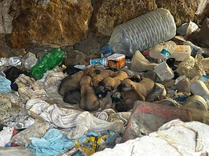 Eskişehirde çuvalda bulunan yavru köpekler korumaya alındı