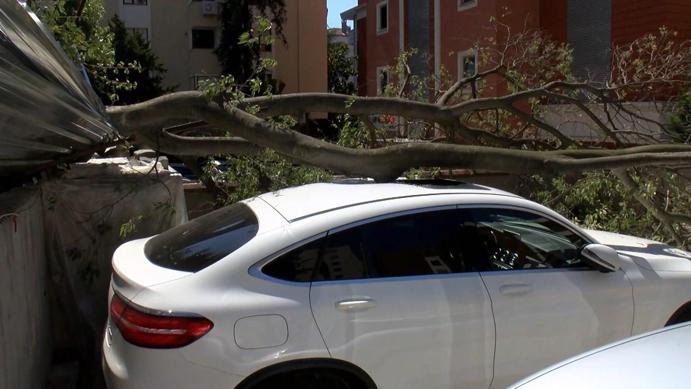 Kadıköy’de inşaat alanındaki ağaç otomobilin üstüne devrildi