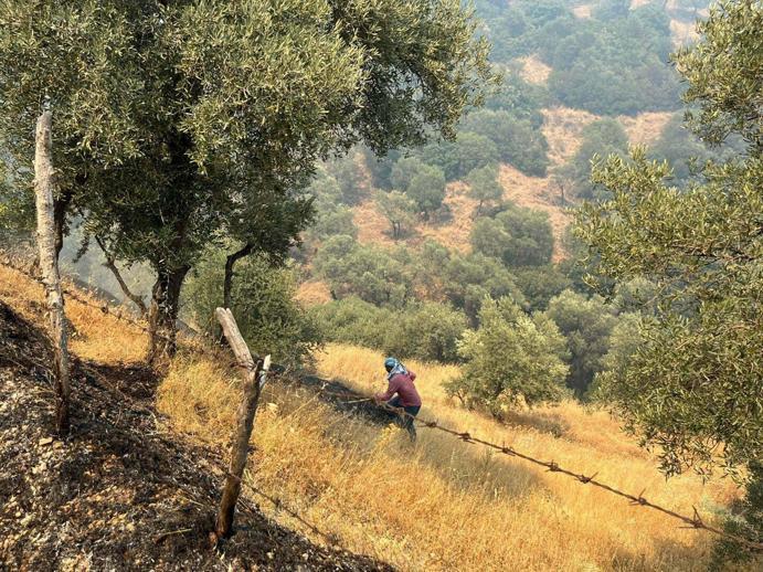 Aydında orman yangını