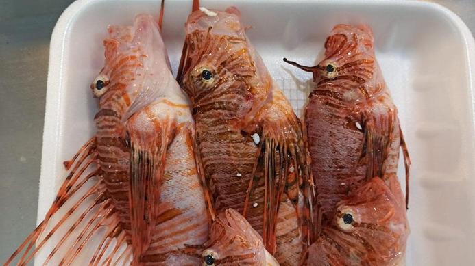 Tezgahta satışı yasak olan aslan balığının özel müşterisi var