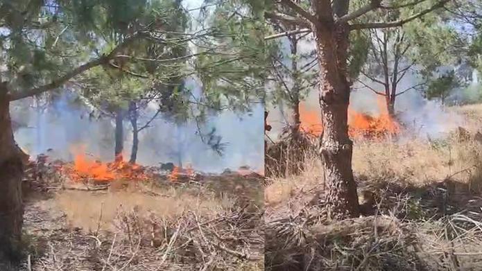 Bursada ağaçlık alanda yangın