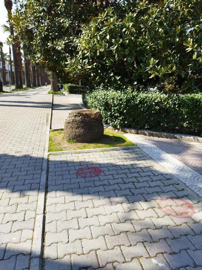 İzmirde Kültürparktaki kuruyan 72 palmiye ağacı kesildi