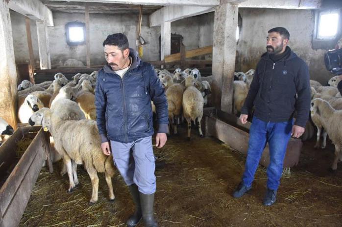 Tipide koyunları ölen sürü sahibi kardeşler: Hayvanların gözleri kapandı, ilerleyemedik