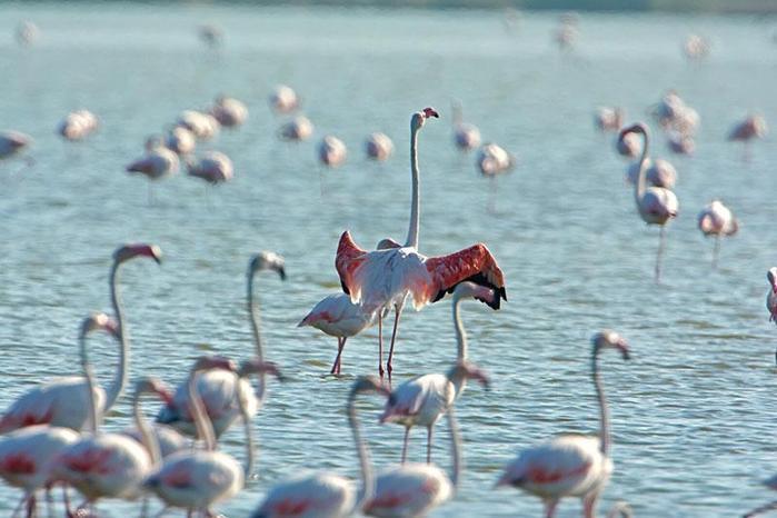 Gediz Deltası Birding Places ağına dahil oldu