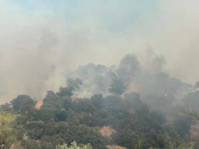 Aydında orman yangını